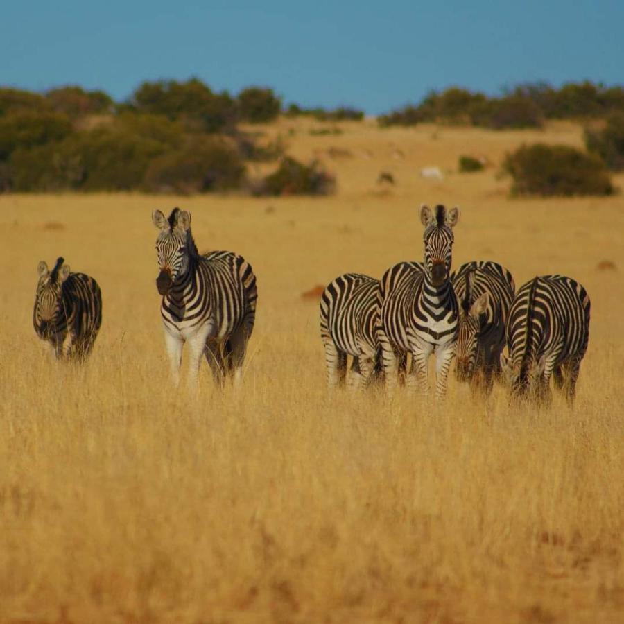 Smithfield Letsatsi Game Lodge מראה חיצוני תמונה