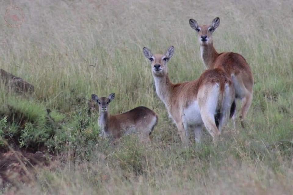 Smithfield Letsatsi Game Lodge מראה חיצוני תמונה