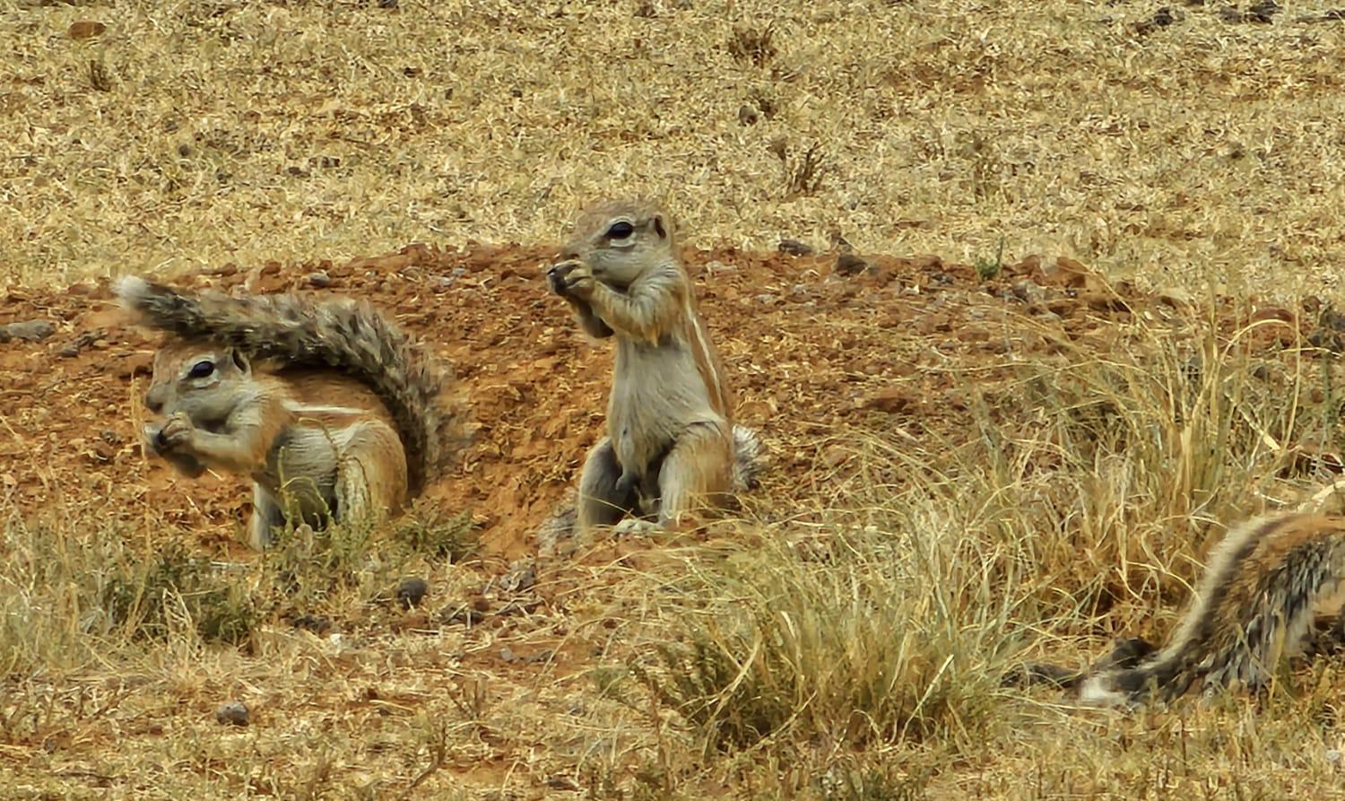 Smithfield Letsatsi Game Lodge מראה חיצוני תמונה